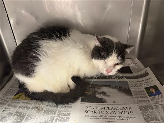 Shelter Stray Female Cat last seen , West Valley Animal Shelter, 20655 Plummer St, Chatsworth, CA 91311, USA
