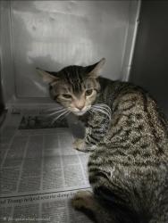 Shelter Stray Unknown Cat last seen , West Valley Animal Shelter, 20655 Plummer St, Chatsworth, CA 91311, USA