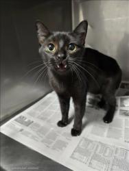Shelter Stray Unknown Cat last seen , West Valley Animal Shelter, 20655 Plummer St, Chatsworth, CA 91311, USA