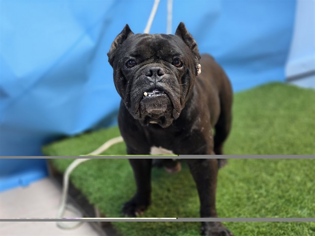 Shelter Stray Male Dog last seen , 216 W Victoria St, Gardena, CA 90248, USA