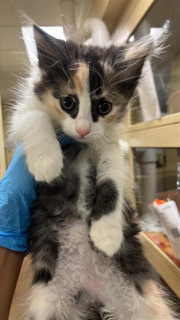 Shelter Stray Female Cat last seen BROADWAY & 55TH ST, 2127 Front St, Sacramento, CA 95818, USA
