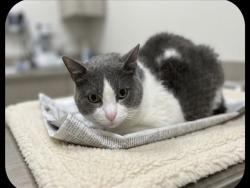 Shelter Stray Female Cat last seen , 957 N Gaffey St, San Pedro, CA 90731, USA