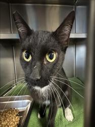 Shelter Stray Unknown Cat last seen , 957 N Gaffey St, San Pedro, CA 90731, USA