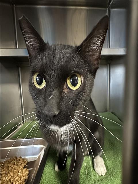Shelter Stray Unknown Cat last seen , 957 N Gaffey St, San Pedro, CA 90731, USA