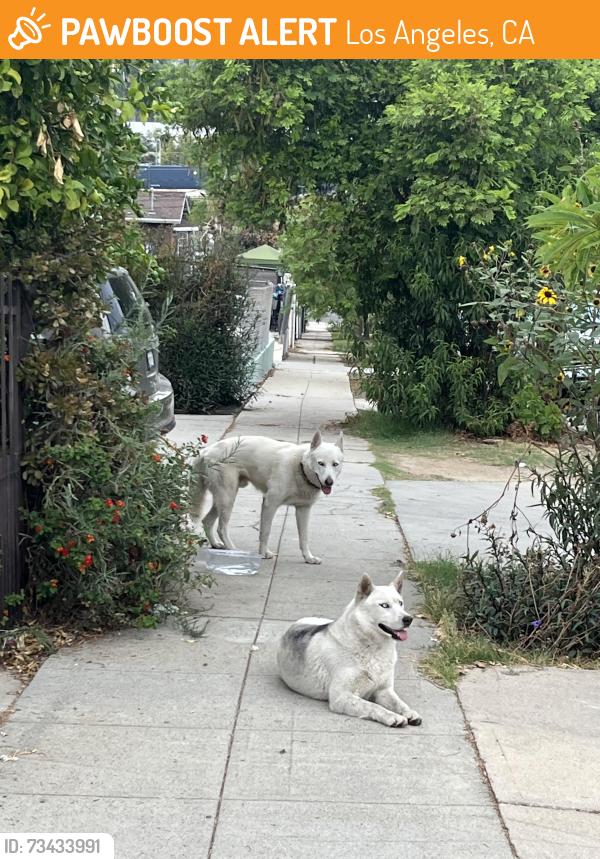 Found/Stray Unknown Dog last seen Alcazar and Ricardo St in Boyle Heights, Los Angeles, CA 90033