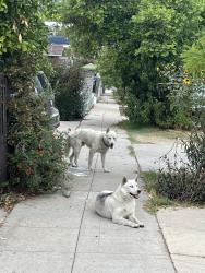 Found/Stray Unknown Dog last seen Alcazar and Ricardo St in Boyle Heights, Los Angeles, CA 90033