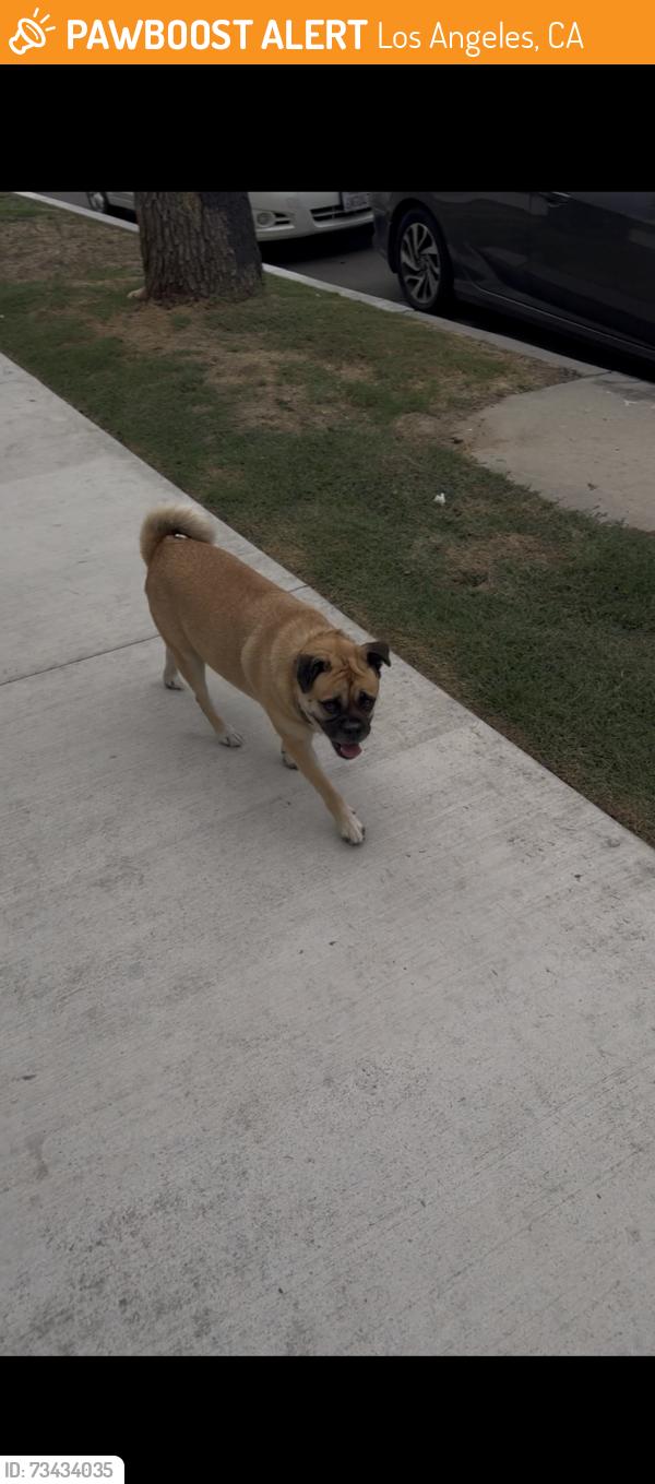 Found/Stray Female Dog last seen Hayvenhurst, Los Angeles, CA 91406