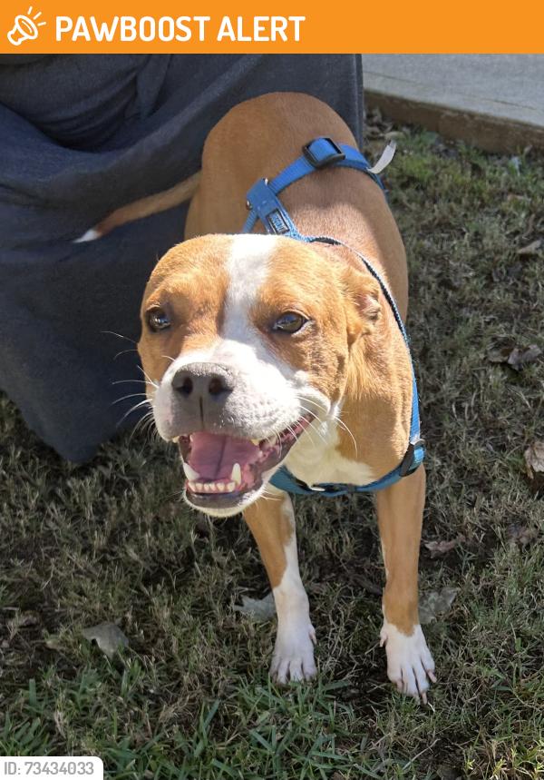 Found/Stray Female Dog last seen Fork Shoals & Kilberry Blvd, Greenville County, SC 29605
