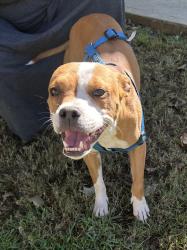 Found/Stray Female Dog last seen Fork Shoals & Kilberry Blvd, Greenville County, SC 29605