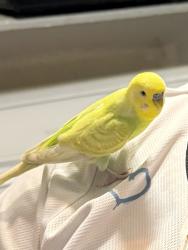 Lost Male Bird last seen Burn dr ne Palm Bay Fl, Palm Bay, FL 32905