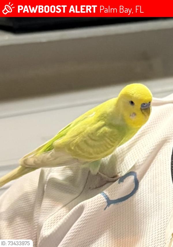 Lost Male Bird last seen Burn dr ne Palm Bay Fl, Palm Bay, FL 32905