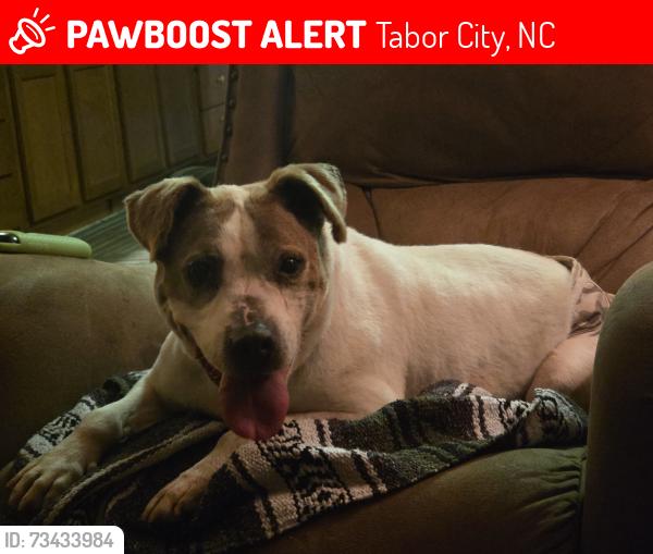 Lost Female Dog last seen Dollar general on 904 tabor city, Tabor City, NC 28463