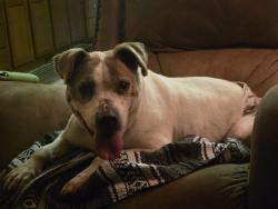 Lost Female Dog last seen Dollar general on 904 tabor city, Tabor City, NC 28463