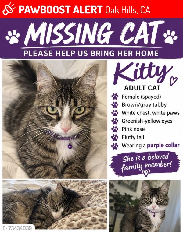Lost Female Cat last seen Larch rd, Oak Hills, CA 92344