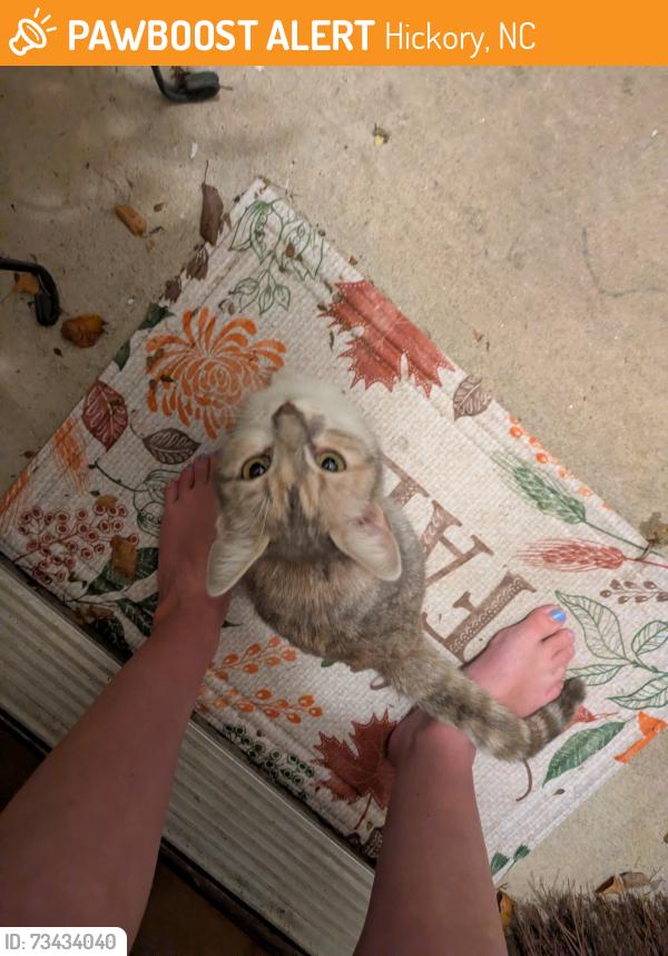 Found/Stray Female Cat last seen Windsong Village, Hickory, NC 28602