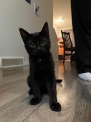Lost Male Cat last seen kings heights drive, Airdrie, AB T4A 0C5