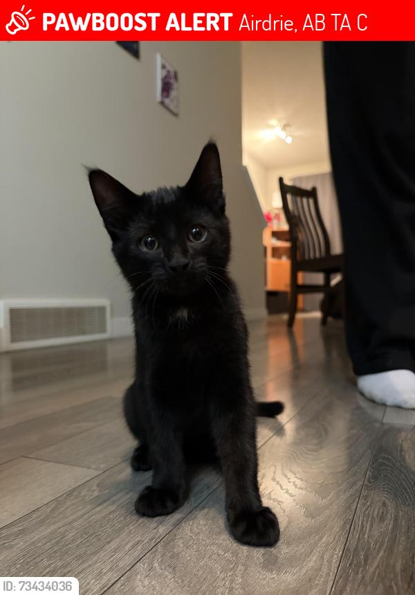 Lost Male Cat last seen kings heights drive, Airdrie, AB T4A 0C5