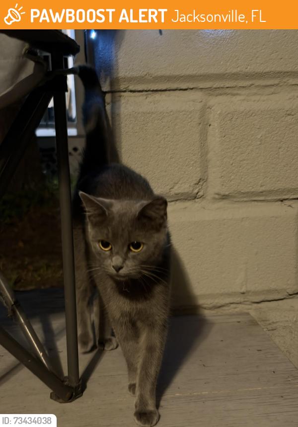 Found/Stray Female Cat last seen Lowell & superior, Jacksonville, FL 32254