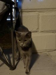 Found/Stray Female Cat last seen Lowell & superior, Jacksonville, FL 32254