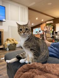 Reunited Female Cat last seen Dr Nichols, York, SC 29745