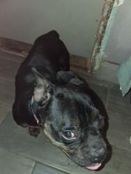 Reunited Female Dog last seen Sutter Health Ball Park, West Sacramento, CA 95822