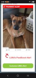 Reunited Female Dog last seen Delware/McKellips between Ironwoid and Meridian, Apache Junction, AZ 85120