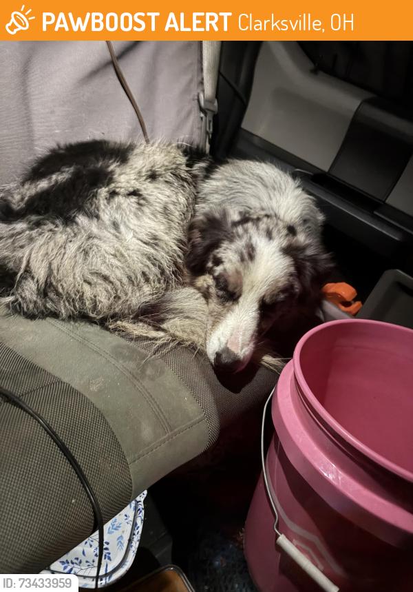 Found/Stray Male Dog last seen Windmill fishing lake, Clarksville, OH 45113