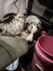 Found/Stray Male Dog last seen Windmill fishing lake, Clarksville, OH 45113