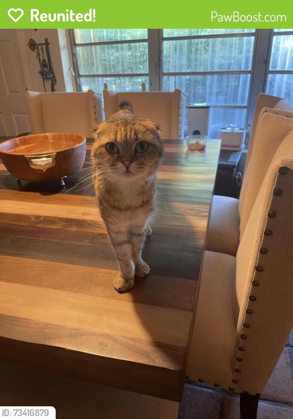 Reunited Male Cat last seen Near NE 9th terrace Pompano Beach, Pompano Beach, FL 33064