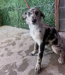 Shelter Stray Female Dog last seen Near Ashwood, CITY of El Paso, TX, 5001 Fred Wilson Ave, El Paso, TX 79906, USA