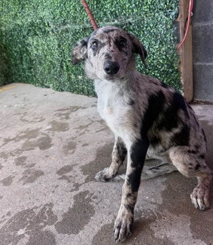 Shelter Stray Female Dog last seen Near Ashwood, CITY of El Paso, TX, 5001 Fred Wilson Ave, El Paso, TX 79906, USA