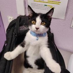 Shelter Stray Male Cat last seen Near Luz De Lumbre, CITY of El Paso, TX, 5001 Fred Wilson Ave, El Paso, TX 79906, USA