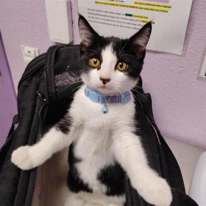 Shelter Stray Male Cat last seen Near Luz De Lumbre, CITY of El Paso, TX, 5001 Fred Wilson Ave, El Paso, TX 79906, USA