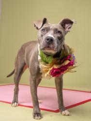 Shelter Stray Female Dog last seen 6770-29 Buffington Rd, Union City, GA, 1251 Fulton Industrial Blvd NW, Atlanta, GA 30336, USA