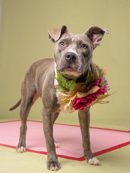 Shelter Stray Female Dog last seen 6770-29 Buffington Rd, Union City, GA, 1251 Fulton Industrial Blvd NW, Atlanta, GA 30336, USA