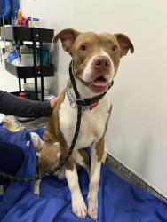 Shelter Stray Male Dog last seen Wornall Rd & W 85th St, 64114, 64114, MO, 7077 Elmwood Ave, Kansas City, MO 64132, USA