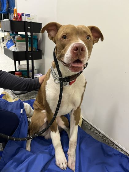 Shelter Stray Male Dog last seen Wornall Rd & W 85th St, 64114, 64114, MO, 7077 Elmwood Ave, Kansas City, MO 64132, USA