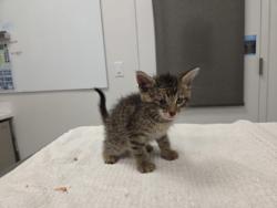 Shelter Stray Male Cat last seen Gregory and Blue, KCMO, 64133, 64133, MO, 7077 Elmwood Ave, Kansas City, MO 64132, USA