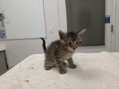 Shelter Stray Male Cat last seen Gregory and Blue, KCMO, 64133, 64133, MO, 7077 Elmwood Ave, Kansas City, MO 64132, USA