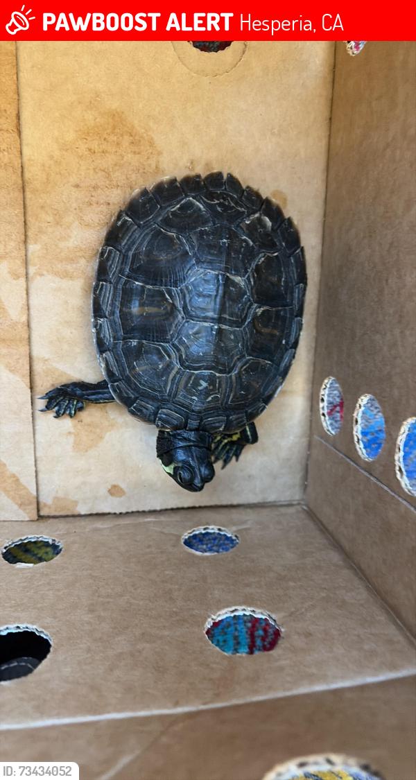 Lost Unknown Reptile last seen Near Spruce Hesperia CA 92345, Hesperia, CA 92345