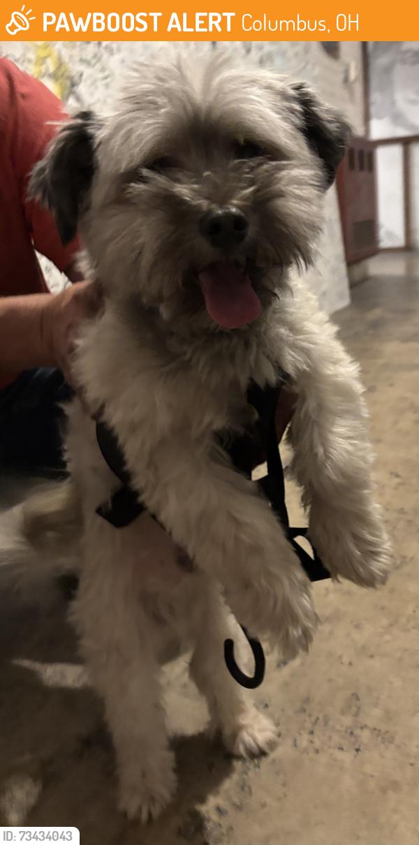 Found/Stray Male Dog last seen Lexington and Second Ave. Milo-Grogan, Columbus, OH 43201