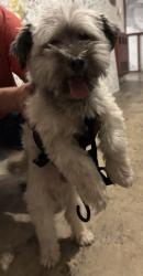 Found/Stray Male Dog last seen Lexington and Second Ave. Milo-Grogan, Columbus, OH 43201