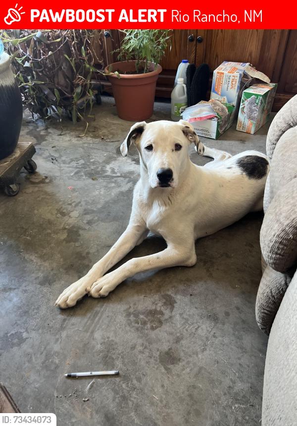 Lost Male Dog last seen Hwy 550 San Ysidro New Mexico 87953, Rio Rancho, NM 87004