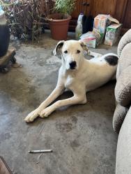 Lost Male Dog last seen Hwy 550 San Ysidro New Mexico 87953, Rio Rancho, NM 87004
