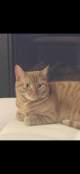 Reunited Female Cat last seen Historic Dr, Hillsborough NC, Hillsborough, NC 27278
