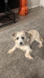 Lost Female Dog last seen Tradewind, Mesquite, TX 75150