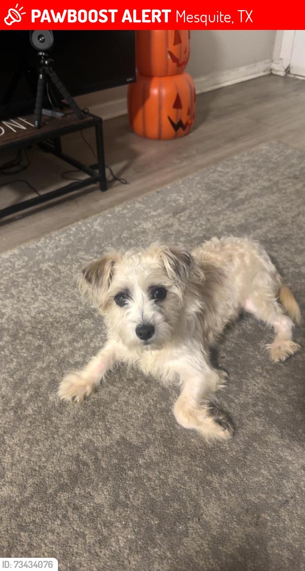 Lost Female Dog last seen Tradewind, Mesquite, TX 75150