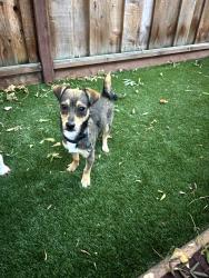 Found/Stray Male Dog last seen Orchard and mission blvd, Hayward, CA 94544