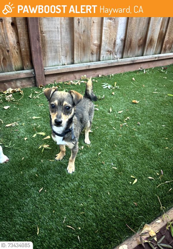 Found/Stray Male Dog last seen Orchard and mission blvd, Hayward, CA 94544