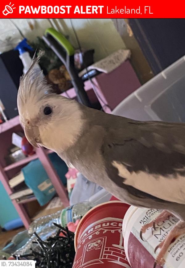 Lost Male Bird last seen Woodland avenue and highway 92, Lakeland, FL 33801